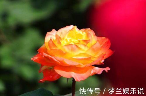 “高端玫瑰”宠爱小姐,金蕊红衣,仙气十足,非常值得拥有