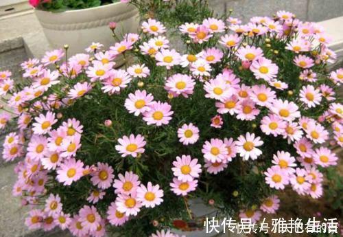 月季|阳台养花在精不在多,3种花好养又好看,值得养一盆