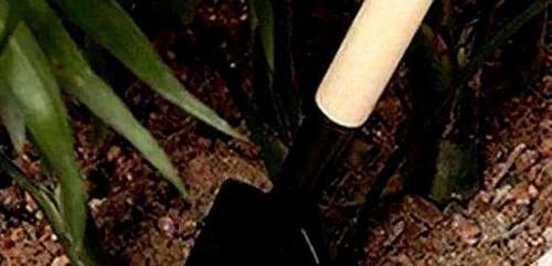 “这几味”厨房调料养花，管叫植物不黄叶、不烂根！