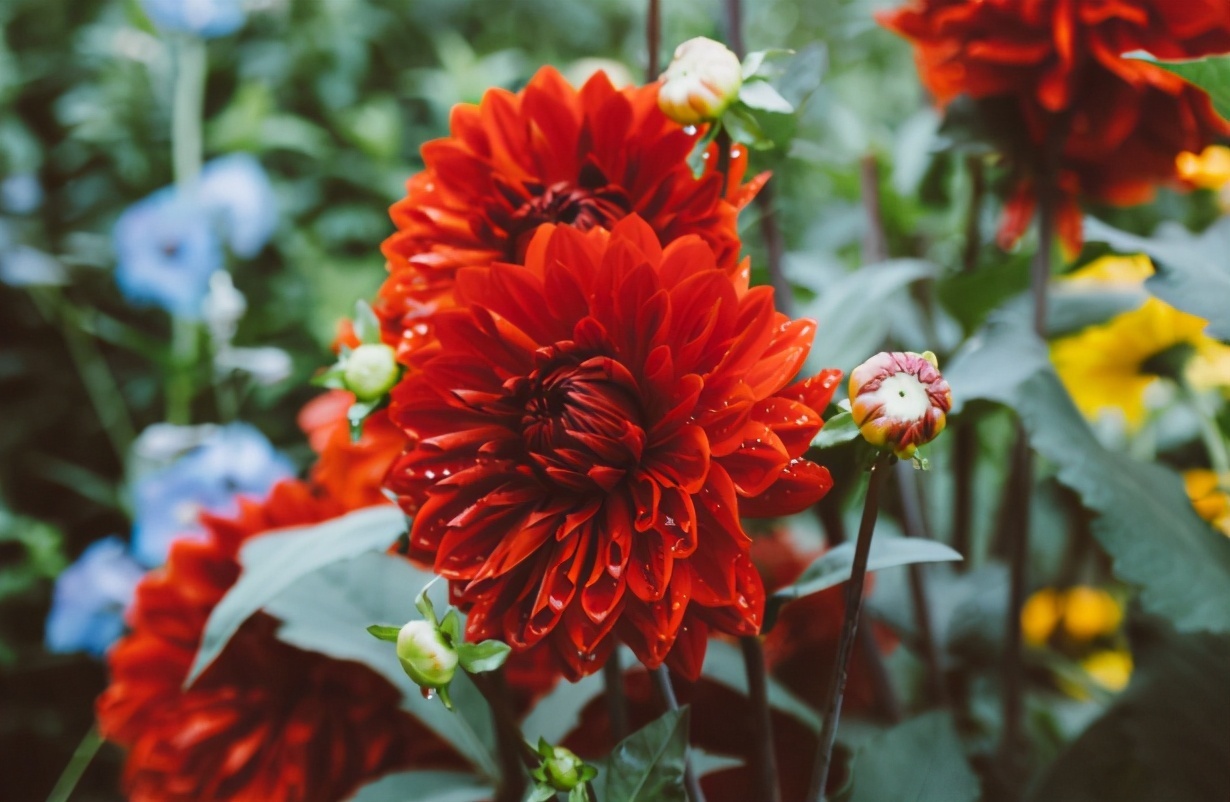 光照|农村院子里,一定要种上它,花色丰富,观赏期长,为庭院增资添色