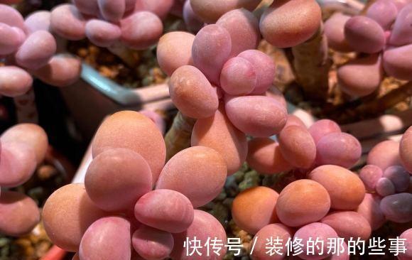 雨水|多肉桃蛋，露养状态最好，完全不用管，一场雨水，叶子肥嘟嘟