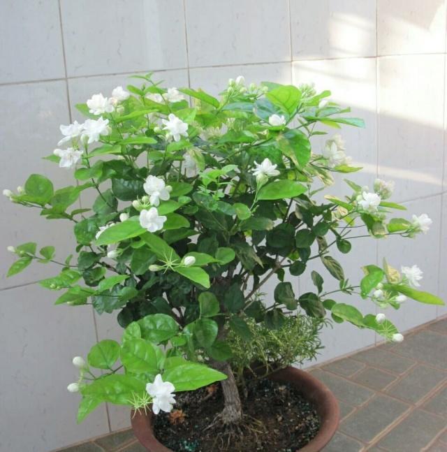 茉莉花的3个特性，养花大咖教你让茉莉花盆栽枝繁叶茂开花多