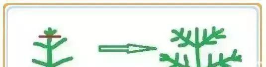 修剪|养花要“七分管、三分剪”，花卉如何修剪你一定要懂