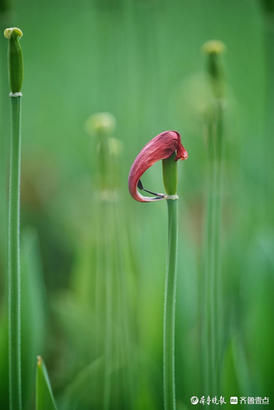 春雨过后，郁金香花瓣已落