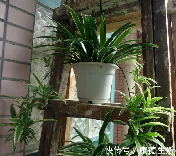 异味|卫生间就养这“4种盆栽”,去异味,吸潮气,养眼好打理