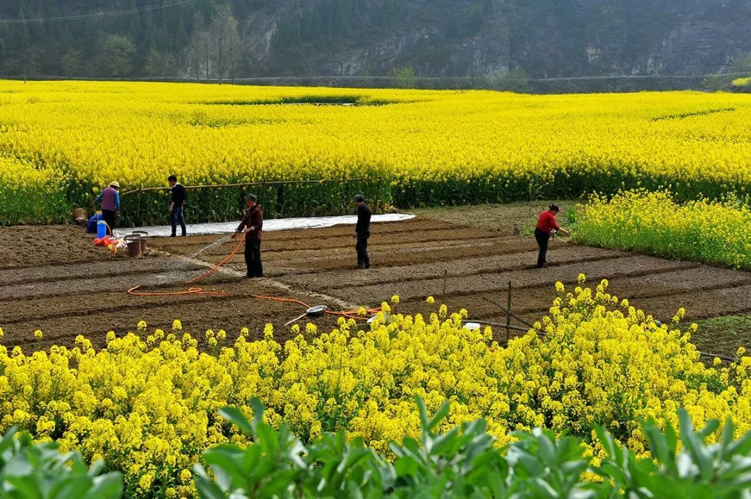 羊木镇:争做新型城镇化领头羊 加快建成朝天区经济副中心