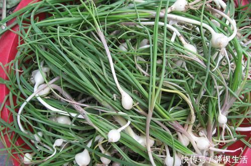 野菜|有一种野菜看上去像韭菜,却比韭菜功效强大很多,可通心阳