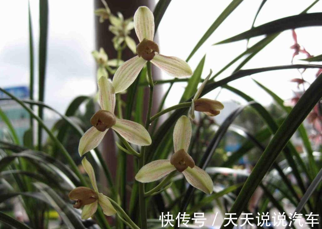 日晒|兰花长势差,注意这三个小问题,蹭蹭冒芽,轻轻松松爆满盆