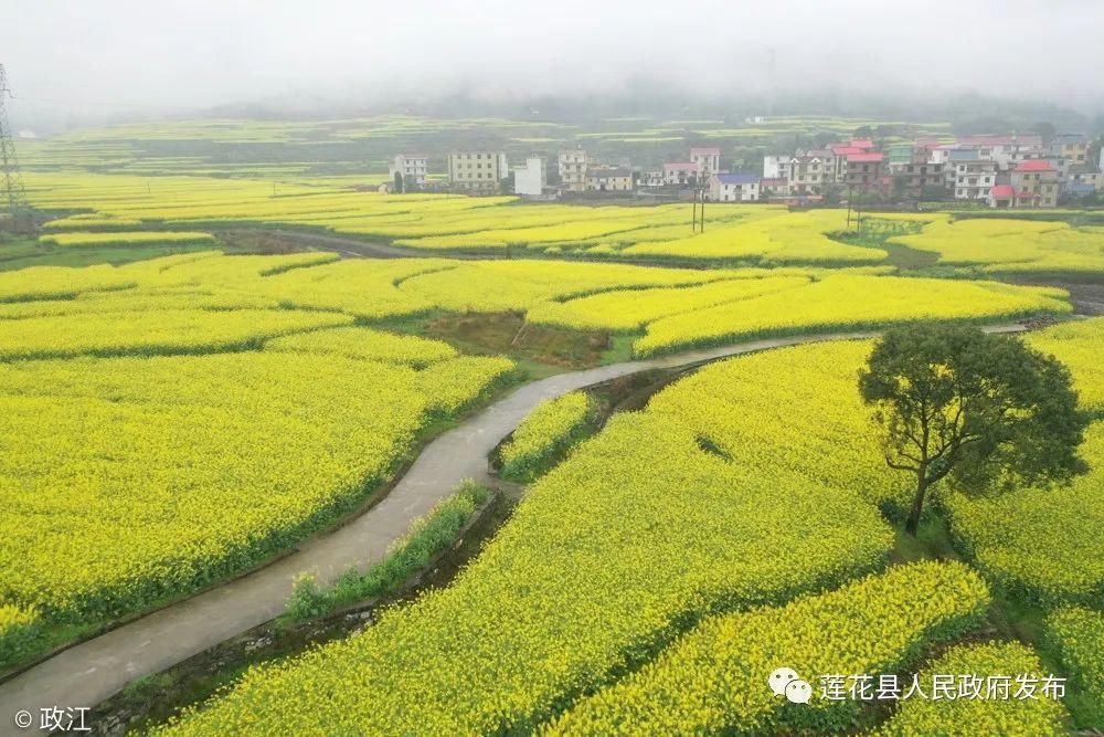 老年|南岭乡油菜花观赏攻略来啦！