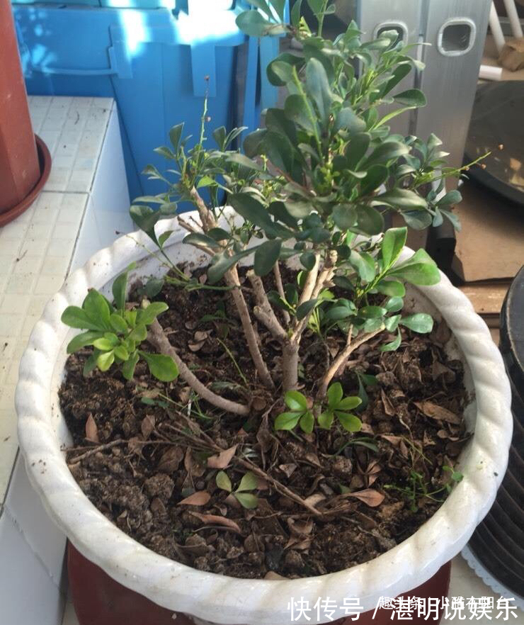 病虫害|米兰花怎么修剪一个修剪“小窍门”,植株饱满,枝繁叶茂开花多