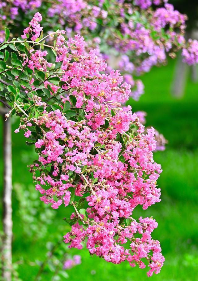 公认好养的“五种花”,漂亮又大气,还能养成老桩,越养越有价值