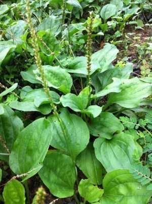 农村随处可见的野草,不但能清热祛湿,还能做成美食,你吃过吗