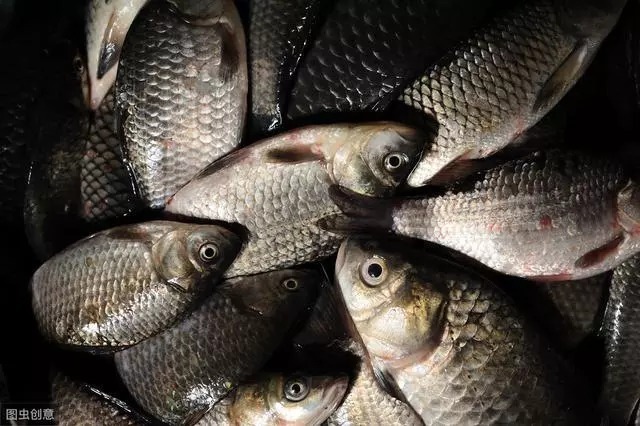 钩饵|秋冬钓鲫鱼这6个野路子，说不定派上用场，大板鲫饿着肚子等你