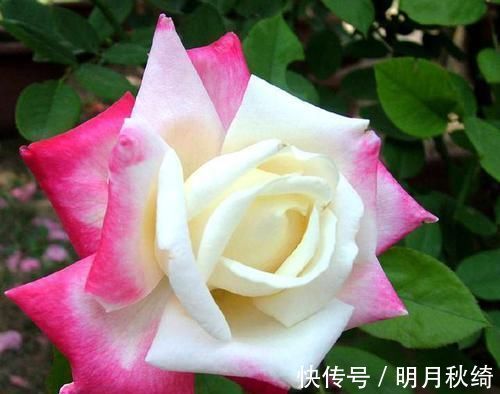 松针|养花还烂根吗?3种东西随便撒一把,根不烂,长的粗,开花刹不住