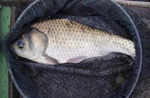 低温季节钓鲫鱼不能少的心得,大板鲫一波又波的在窝子转!