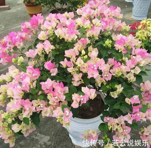 养好三角梅,学会“3个秘诀”,花团锦簇长得旺,年年开花不断!