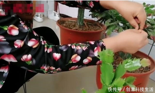 蟹爪兰嫁接之后不爆盆叶片上面有窍门,你想知道么!