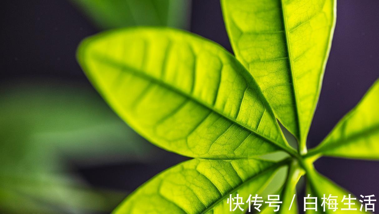 病虫害|发财树冬天过冬有3怕,避开就能安全过冬!四季常绿净化空气