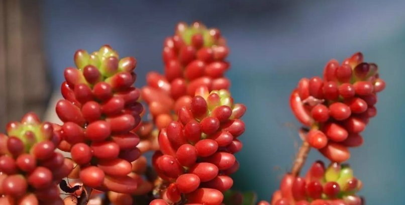多肉植物颜色不红，怎么办教你2招，叶子变得肉嘟嘟，鲜艳发亮