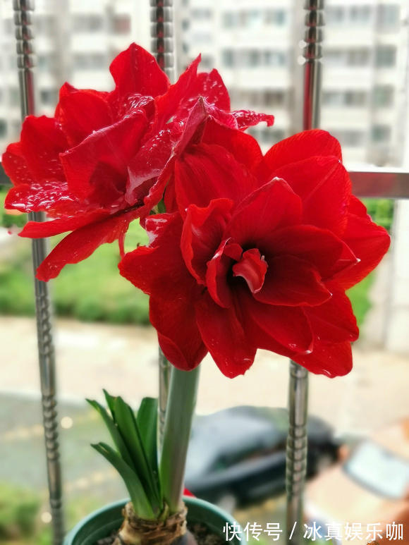 5种“红火花”,养在家里红红火火,鸿运当头,好看又吉利