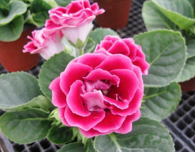 黄豆一处理，秒变万能肥，比淘米水还好用！