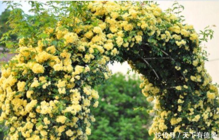 4种花养家里，福旺运旺财更旺，来年花开满园，香飘10层楼