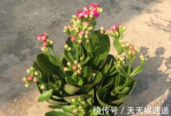 夏季长寿花这样养,不存在休眠期,开完一茬又一茬,个个爆满盆!