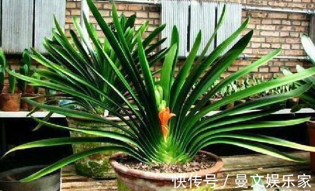 花芽|做好“2件事”,君子兰“根壮”,新叶多,年年开“爆盆”