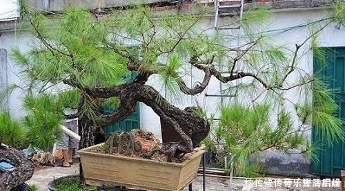 价值|以前的树桩都当柴烧，现在爱花之人当场盆景，一盆比一盆价值高！