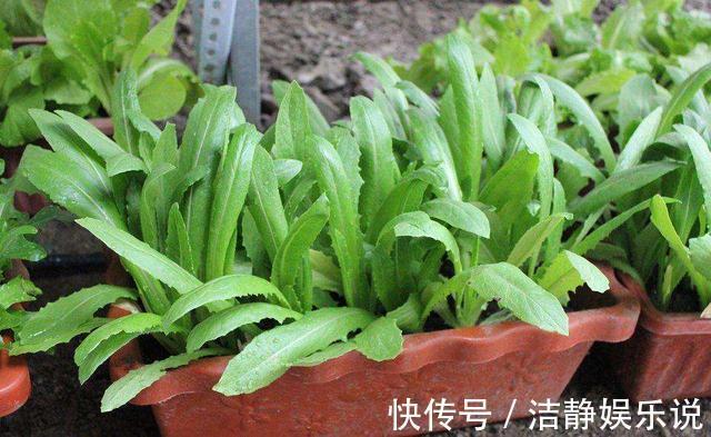 景菜|农村一野菜被称“救命菜”,人工种植价格高,一斤将近200多