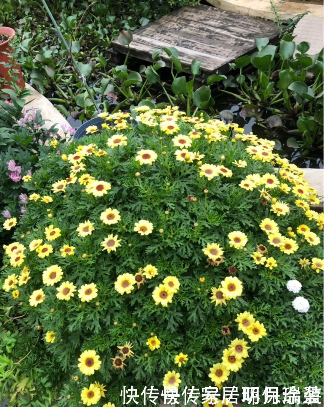 铜钱草|养花达人:张大爷家的花,1年养成“大转盘”,1次冒出25个头!