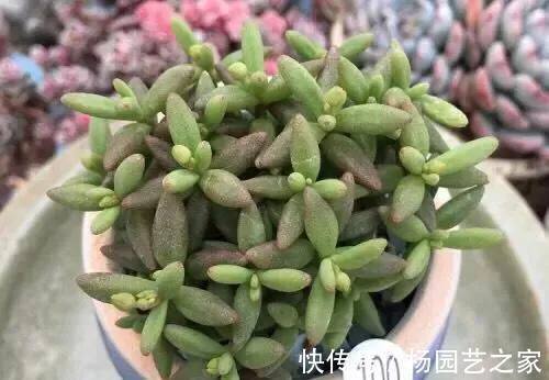 叶片|隐藏在多肉植物当中的5种水果，长得太像了，看着都想咬一口