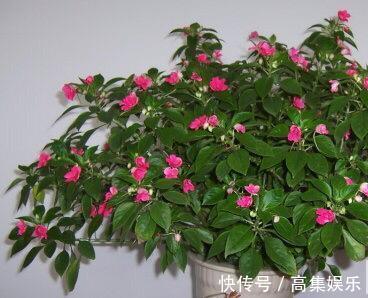 阳台上就养一棵这种“花”，插枝生根，全年都开花，一棵繁殖20棵
