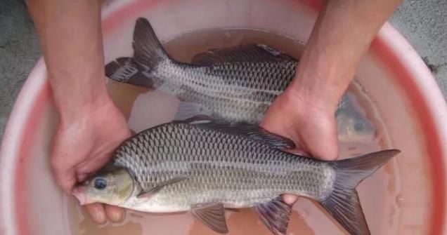 堪称中国“最难钓”的鱼,图1极为稀少,许多人跋涉千里只求一条