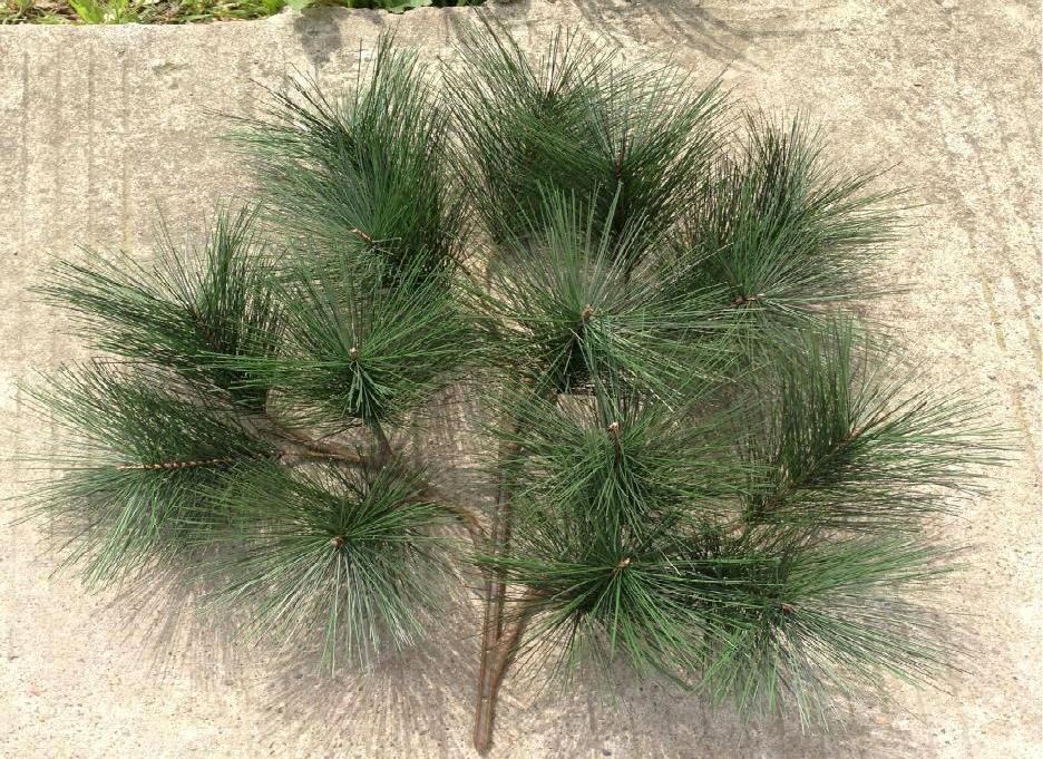 中和园|该怎么将松针应用到养花种草上?