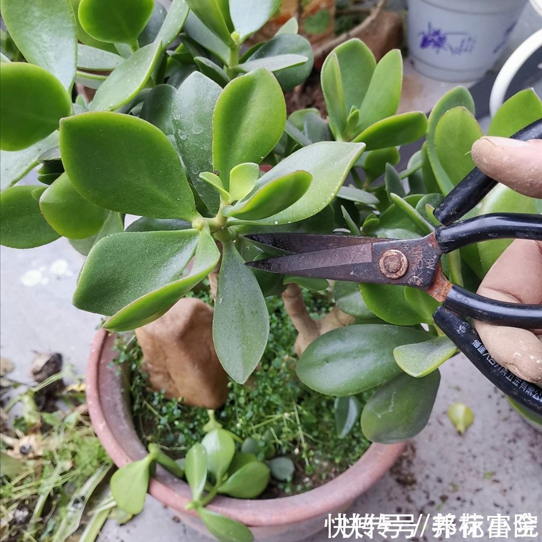 玉树|家里养“2种树”,剪得越狠,长得越快,成老桩盆景