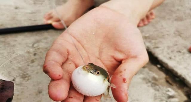 鱼线|窝内来了一群鱼,能看到钓不到,经人指点,鱼被钓起直呼不一般