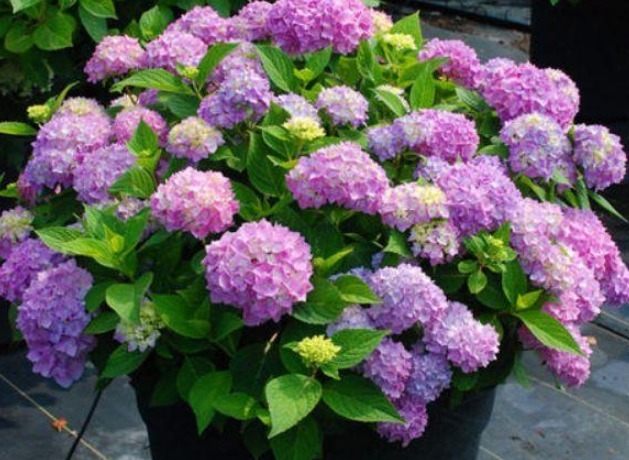 喜欢养花，不如养盆太阳花，一年四季开花不断