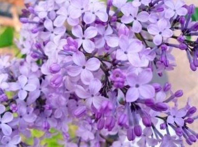 自从老婆在家中养此种盆栽后,满屋子都是清香,出门不用喷香水了