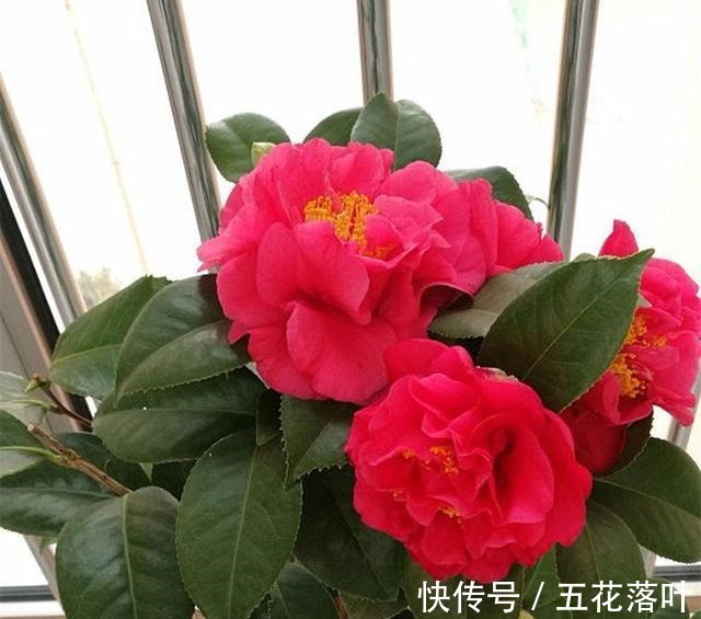 吉尼斯纪录|放弃月季吧！此花零下20度冻不死，花大如“脸盆”，盆栽地栽皆可！