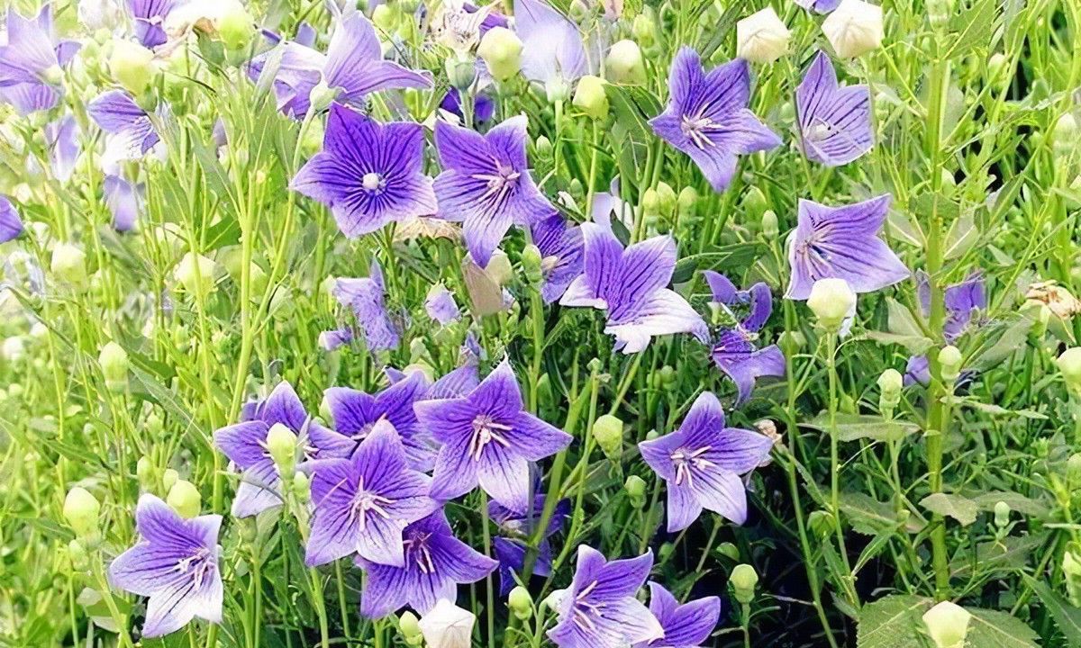 洋姜|养花试试这几款,花朵形状像星星一样可爱