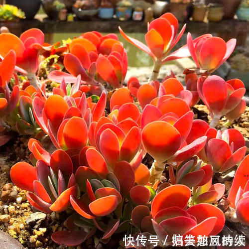 平平无奇的多肉唐印,做好几件事,叶片红艳艳,谁见了都夸美
