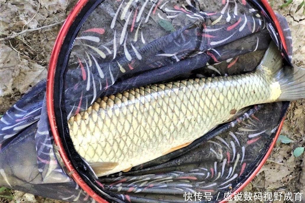 何道理|钓到大鱼不切子线，却切主线是何道理？子线缠绕打结怎样解决