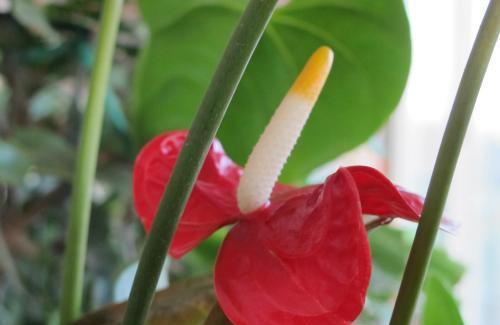 子株|红掌这么养,每年开花,爆盆,1盆变10盆