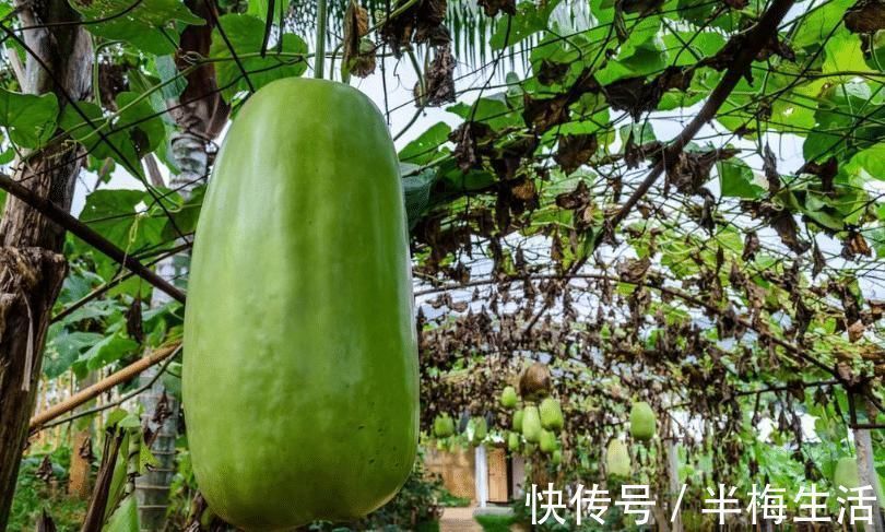 买冬瓜时,挑白皮还是挑黑皮的?老菜农说漏了嘴,以后别再乱买了