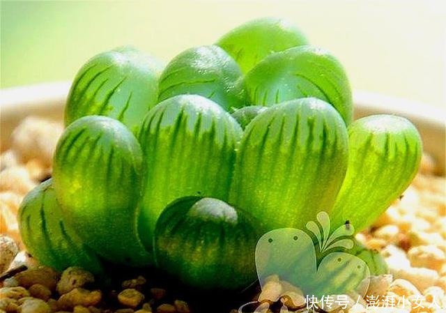 家庭|家庭养多肉姬玉露,牢记“3多3少”,叶子透明又饱满,晶莹剔透