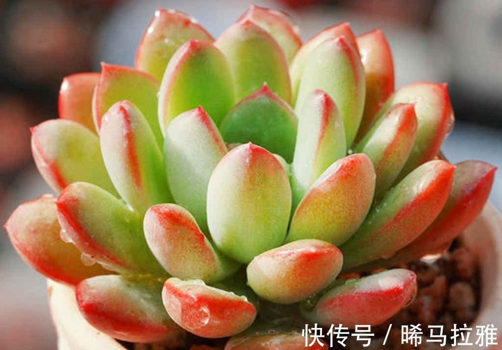养多肉需要3个硬条件,如果达不到,其它条件再好肉肉也难出状态