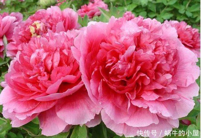 4种花超漂亮,生命力很顽强,沾土就开花,爆盆很漂亮