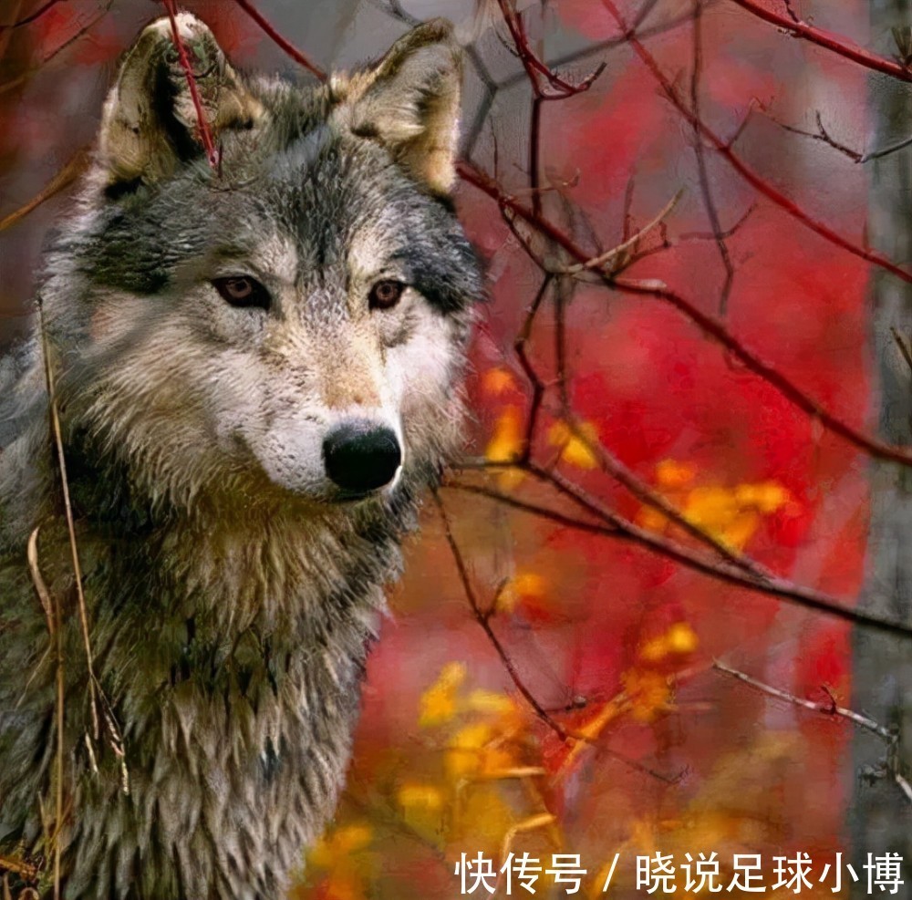 鲁本-内维斯|穆里尼奥被自己同胞婉拒,四个葡萄牙人各有心思,罗马冬窗放大招