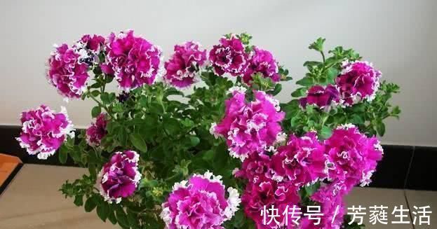 此“花”超美,一花2色,花多易爆盆,看花200天,还很好养